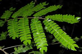 Image result for Albizia adianthifolia × gummifera