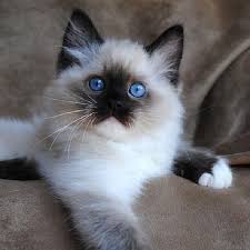 Black And White Ragdoll Cat For Sale Account Suspended Best Cat Breeds Ragdoll Cat Breeders Cute Animals