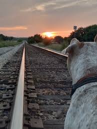 Sunset Dogs View 1 Ear Up Railroad Stock Image