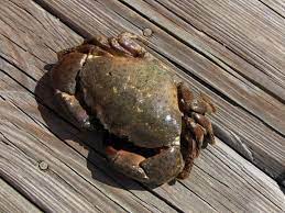 Resepi ketam kam heong ala chinese style | kam heong crab. Ketam Nipah Halal Dimakan Majlis Fatwa Umpan