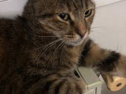 1 Yasinda Disi Tekir Kedi Satis