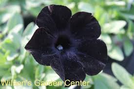 Pin On Petunia Plant