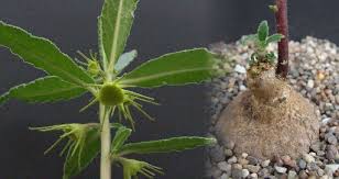 Image result for Dorstenia buchananii