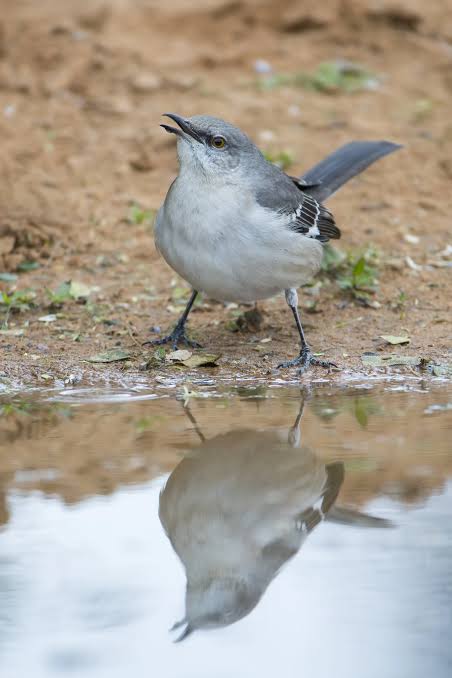 Northern Mockingbird - American Bird Conservancy
