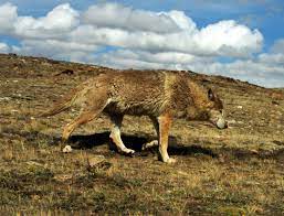 Should The Himalayan Wolf Be Classified As A New Species Wolf Conservation Center Himalayan Wolf