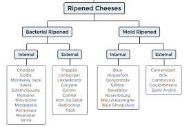 cheese types cheese science toolkit