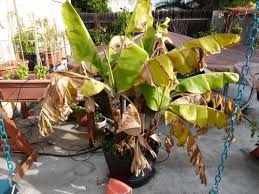 So, now that you are aware of all the symptoms, let's elaborate on all the signs of overwatering and see what can be done in each of these scenarios. Banana Tree Took A Turn For The Bad