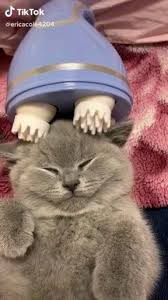 3d Scalp Cat Massager 2020 Komik Hayvan Videolari Komik Hayvan Komik Hayvan Fotograflari