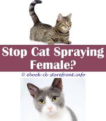 15 Awesome Cat Spraying Remover Cleanses Admirable