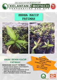 26, jalan sultan ismail 50250 kuala lumpur wilayah persekutuan malaysia. Hot Item Dapatkan Anak Pokok Herba Kelantan Biotech Corporation Sdn Bhd Facebook
