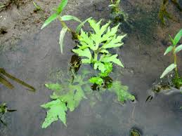 Image result for Parkeriaceae