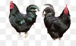 ayam cemani png and ayam cemani transparent clipart free download cleanpng kisspng ayam cemani png and ayam cemani
