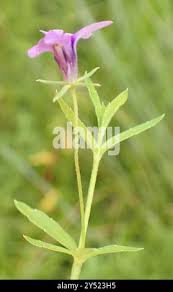 Image result for Monopsis stellarioides