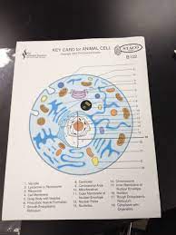 Animal Cell Animal Cell Cell Membrane Biology