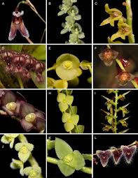 Image result for Polystachya campyloglossa