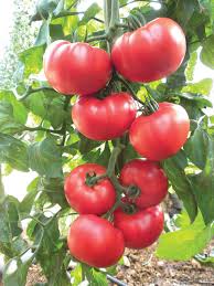 Full grown beefsteak tomato plant. Tomato Beefsteak Tomato Tanager