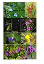 Image result for Craterostigma pumilum