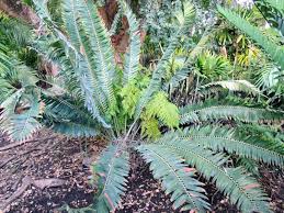 Image result for Encephalartos munchii