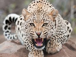 See more about animal, tiger and leopard. Wallpaper Animals Wildlife Big Cats Whiskers Leopard Jaguar Jaguars Fauna Vertebrate Cat Like Mammal 1600x1200 Kingbailey 168017 Hd Wallpapers Wallhere