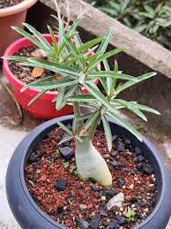 Image result for Ctenium somalense