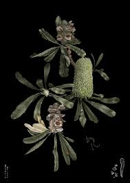 Pin On Branches And Leaves