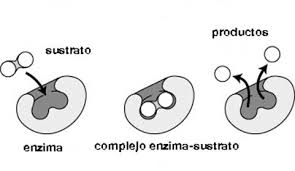 Curso de Introducción al Conocim