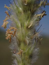 Image result for Anthephora