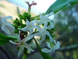 Image result for Ochrosia