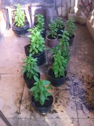 Free delivery and free returns on ebay plus items! Home Grown Italian Genovese Basil For Sale Cambodia Expats Online Forum News Information Blog