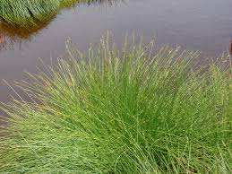 Image result for Cyperus laevigatus