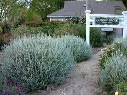 Teucrium Fruticans Compactum Front Yard Plants Plants Evergreen Shrubs