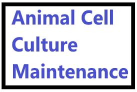 The most important and essential step in animal cell culture is selecting appropriate growth medium for invitro cultivation. Animal Cell Culture Maintenance Why Animal Cell Culture Maintenance As We Know Cell Culture Primary Cell Culture Animal Cell Cell Culture Medium Cell