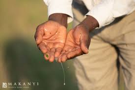 Image result for Dicerocaryum eriocarpum