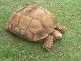 These sticky bits are also known as spurs, which explains the reason behind its name. African Spurred Tortoise Facts