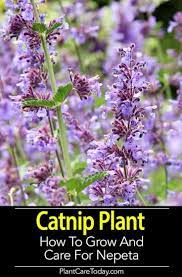 Growing Catnip Learn How To Care For Catnip Plants Catnip Plant Plants Vertical Herb Garden