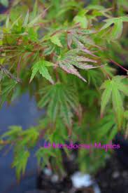 The fruits as well as the leaves are smooth. Dwarf Japanese Maples Great For Containers And Small Areas Mendocino Maples Nursery