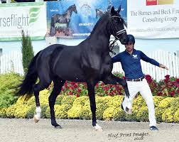 Lady alexandra's excellent adventure (summersby, #1), there's something about lady mary (summersby, #2), and the secret life of lady lucinda (summersby Summersby Ii Wins Young Horse Championship At 2018 Devon Breed Show