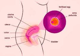 If you are 3, 4, 5,6 or 7 weeks pregnant, is possible that you can quickly remove your baby through the use of drugs. 3 Weeks Pregnant Symptoms Baby Development And More