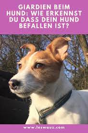 giardien beim hund wie erkennst du dass dein hund befallen ist hunde gesunde hunde durchfall beim hund