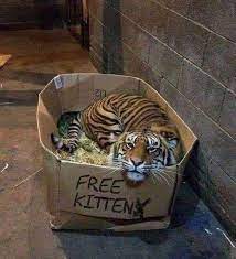 The cheapest offer starts at £50. Free Kittens Aww