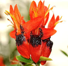 Image result for Ruttya fruticosa