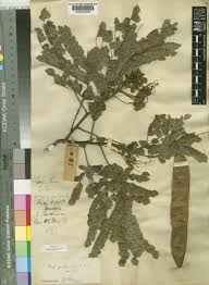 Image result for Chazaliella abrupta