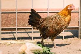 Be sure to include plenty of detail, pictures if possible, and your contact information. Hamburg Chicken Breed Profile Backyard Poultry