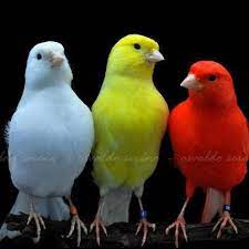 بالصور أجمل أنواع الكناري من حيث اللون والشكل bird parrot animals