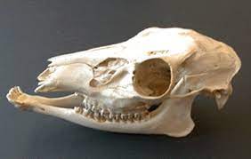 Deer Skull Google Search Skull Reference Skull And Bones Deer Skulls