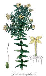 Image result for Gnidia chrysantha