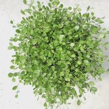 Image result for Cyperus kirkii