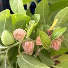 Image result for Withania