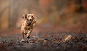 It's all about capturing unconditional love, real moments (the kind you want to bottle up forever) and. Dog Photographer Near Me Master Pet Photographer Devon