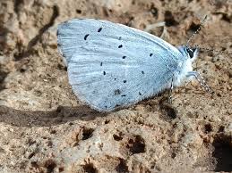 Image result for Celastrina argiolus